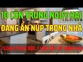 Top 10 Côn Trùng Nguy Hiểm Ẩn Núp Trong Nhà | Diệt côn trùng Tân Nguyên