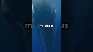 The Loneliest Whale In The World: The 52 Hertz Mystery