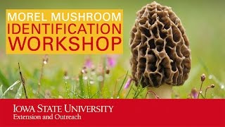 Morel Mushroom Identification Workshop