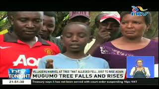 Villagers marvel at Mugumo tree that alleged fell just to rise again