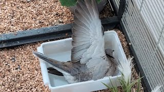 Another spa moment with petdove Skippy: a second looooong bath today! (ringneck dove)