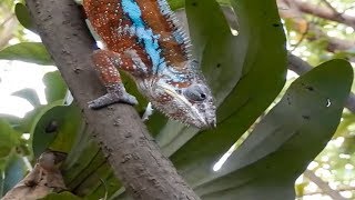 Red Chameleon - I want One Of These Red Chameleon As A Trust Worthy Pet :)