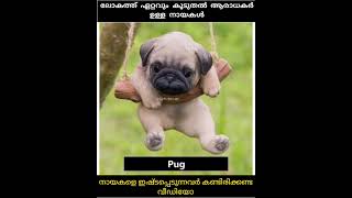 Most beautiful dog breeds in the world😍 ലോകത്ത് ഏറ്റവും കൂടുതൽ ഫാൻസ്‌ ഉള്ള നായകൾ #dogs #doglover