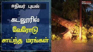 கடலூரில் பலத்த காற்று - வேரோடு சாய்ந்த மரங்கள்..! | Nivar | Cyclone Nivar | Chennai | Cuddalore