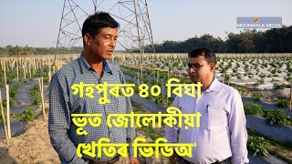 40 Bigha Bhut Jolokia kheti at Gohpur | কেনেকৈ কৰিব ভুট জোলোকীয়া খেতি | MOONWALK MEDIA