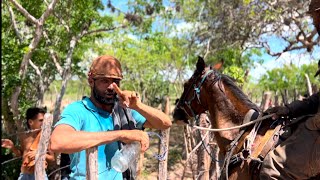 DIA DE CARREIRA NO TORNEIO DO VAQUEIRO PAVÃO#cavalo #fazenda #cavalos #toadas