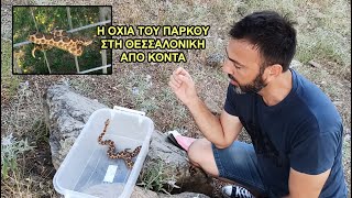 Η οχιά του πάρκου στη Θεσ/νίκη από κοντά - Μάθετε για τις οχιές