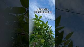 TRỒNG CÂY SƯƠNG SÂM MÙA ĐÔNG Ở MỸ 🇺🇸 #garden #growyourownfood #shorts #gardeningtips