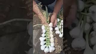 ஏன் பூண்டு வாசனை? #trending #agriculture #garlic #farming