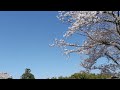 妙法寺の身延桜　0404 2019