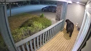 Maple Ridge Bear Visitor at Night Part 2