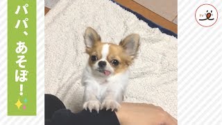 遊んでほしいチワワさん、パパをカシカシ😍 舌出しっ放しのおねだりが可愛い…❣️【PECO TV】