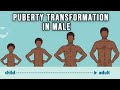 Puberty stage in Boys :10 Transformation #PubertyStage #Male | Health Educare