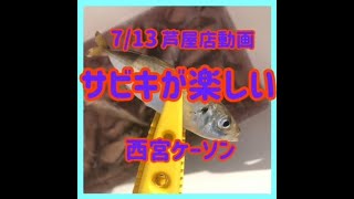 7/13動画　西宮ケーソンのサビキ釣り　イワシの群も来た　フィッシングマックス芦屋店