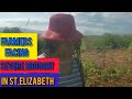 DROUGHT IS SEVERELY AFFECTING  SWEET POTATO FARMERS IN ST.ELIZABETH // SEVERE DRY SEASON IN JAMAICA