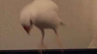 求愛→威嚇→求愛を繰り返す文鳥　　#Shorts #文鳥