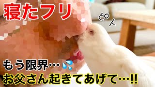 【切ない】珍しくお父さんが早く起きて大喜びしていたら寝たフリをされて…【ベタ慣れセキセイインコ】生後5ヶ月 雛 8ヶ月 レインボー アルビノ インコ shell parakeet budgerigar