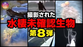 【映像】撮影された水棲未確認生物 第8弾