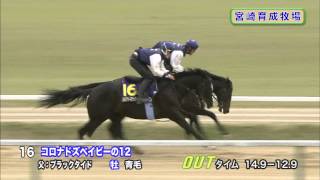 【2014育成馬展示会　調教映像】№16 コロナドズベイビーの12