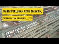 Penting,,,, Mengetahui tata laksana vaksinasi pada ayam petelur.