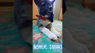 希少種【紀州犬胡麻】０歳♂銀牙 #日本犬物語 #日本犬#子犬 #いぬのいる生活 #いぬのきもち