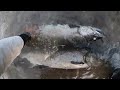 vedder river white chinook salmon float fishing roe