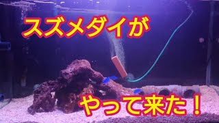 【ハタタテダイ 海水飼育】スズメダイがやって来た【マリンアクアリウム】