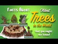 Oldest Tree Facts In the World | Did You Know