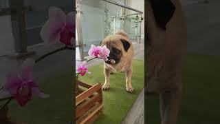 Di Di love orchid! #pug #orchid #cutedog