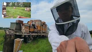 Beekeeping Canada 2023 day 80