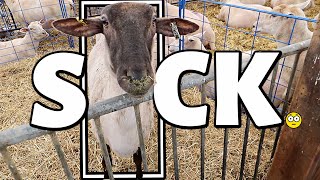 I've GOAT some bad news...  and my heart is breaking.🥺 | Vlog 478