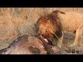 lion eating a buffalo close up