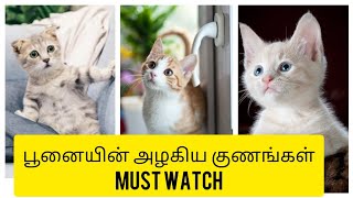 நீங்கள் பூனை வளர்ப்பவர்கலா..உங்களுக்கு பூனை  மேல் ஆசையா.. must watch