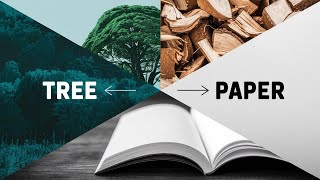 From Tree to Page: The Fascinating Journey of How Paper is Made!#PaperMaking#howitsmade
