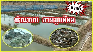 ทำนากบ ขายลูกอ๊อด | สร้างรายได้ กำไรดี |