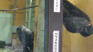 青いぞ、キンタロウ　京都市動物園　ゴリラ　202501