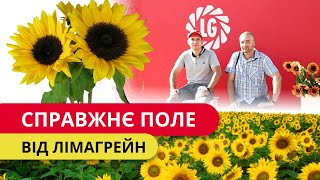 Справжнє поле від Лімагрейн