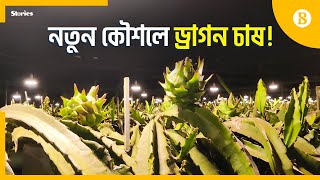 লাইট জ্বালিয়ে ড্রাগন চাষে তিনগুণ ফ‌লন | Dragon Fruit | The Business Standard