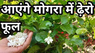 Mogra or Jasmine Not Blooming /Arabian Jasmin / Mogra Fertilizer/Mogra में फूल नहीं आते कारण \u0026 उपाय