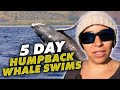 5 DAY Humpback Whale Swims - Get an Overview of All the Fun!