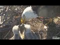 swfl eagles ~ f23 brings in a rodent u0026 feeds e s m15 grasses the kids ground photos cam 1.4.25