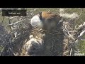 swfl eagles ~ f23 brings in a rodent u0026 feeds e s m15 grasses the kids ground photos cam 1.4.25