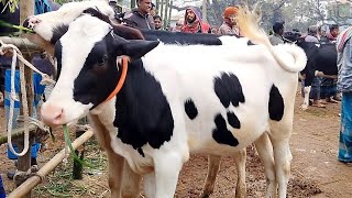 সুন্দর মানের খামার উপযোগী ফ্রিজিয়ান বকনা গরু ||ধাপের গরুর হাট বাজার ২০২৫ || gorur hat | cow market