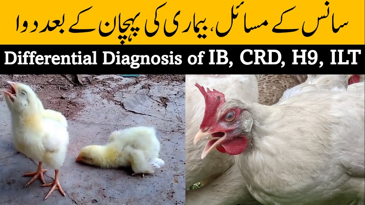 Respiratory Problems In Chickens | IB And CRD In Chickens Causes ...