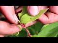 how to garden series 17 pest and predator control in the garden how to identify an unknown pest