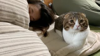 二度寝しているママに触ってほしくて起こすか悩む猫