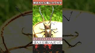 挟まれたら痛いクワガタPart3（コメント欄に飼育方法あります！）#カブトムシ #クワガタ #クワカブ #shorts