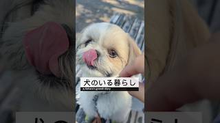 愛犬と一緒に公園へ！最高の日 【シーズーこはる】#犬のいる暮らし #シーズー #shihtzu