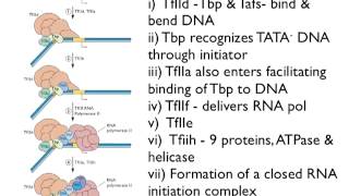 Transcription from DNA Virus Genomes (Lecture 8)