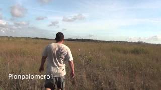 3 de 7. Excursion en los Everglades.